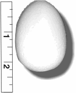 High Density Smoothfoam 1 3/4" Diam. x 2 1/2" H  CHICK EGG -CASE OF 660 pcs