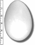 High Density Smoothfoam 3 11/16" Diam. x 5 1/2" H  EGG -CASE OF 1000 pcs ** THIS IS NOT A STOCK ITEM, 2-3 WEEK PRODUCTION***