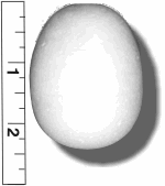High Density Smoothfoam 1 3/4" Diam. x 2 3/8" H" EGG -CASE OF 1000 pcs** THIS IS NOT A STOCK ITEM, 2-3 WEEK PRODUCTION***